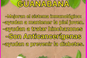 Artículo: Los Poderosos Beneficios de las Hojas de Guanábana