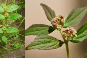 Euphorbia Hirta: 30 Beneficios Sorprendentes y Cómo Usarla