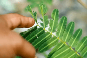 Mimosa Pudica: Beneficios y Usos en la Salud Digestiva
