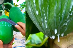 Beneficios y Usos de la Savia de Papaya