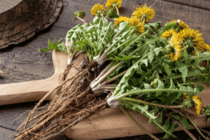 Descubre por qué la raíz de diente de león es el secreto medicinal mejor guardado de la naturaleza