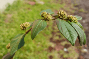 Euphorbia Hirta: Beneficios, recetas y propiedades medicinales
