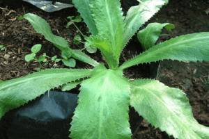 ¿Qué es el cilantro silvestre y por qué se le llama «morfina natural»?