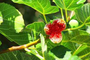 Descubre 8 Usos Sorprendentes de las Hojas de Higo para la Salud y Bienestar