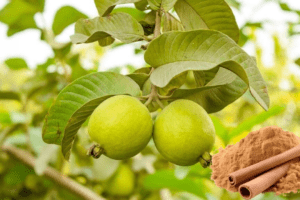 Hojas de Guayaba y Canela: Remedios Naturales para la Salud