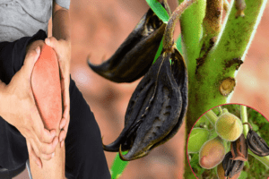 Uña de Gato: 20 Beneficios y Propiedades que Debes Conocer 🌿💪