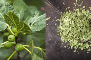 Las Hojas de Higuera: El Secreto Natural para la Salud y el Bienestar