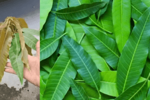El Poder Oculto de las Hojas de Mango: 30 Beneficios y Usos Caseros