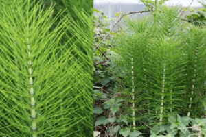 Cola de Caballo: El Remedio Natural para Huesos Fuertes, Salud Urinaria y Desintoxicación 🌿