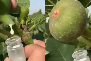 Los Increíbles Beneficios de la Savia de Higo: El Elixir Natural Oculto