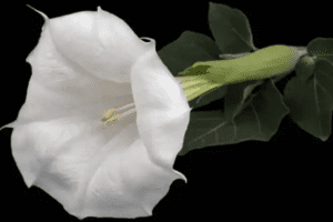 Datura: La Planta Tóxica que Debes Evitar a Toda Costa