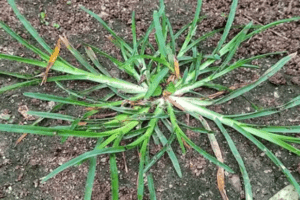 30 Beneficios de la Hierba de Ganso (Eleusine indica) y Sus Usos en Remedios Caseros