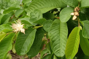 25 Beneficios de las Hojas de Guayaba y Cómo Usarlas en la Vida Diaria