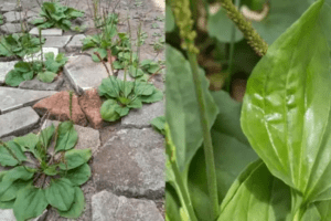 Los 30 Increíbles Beneficios del Llantén Mayor (Plantago Major)