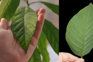 30 Increíbles Beneficios de las Hojas de Aguacate
