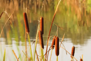 El Potencial Inexplorado de las Espigas de Cattail: Un Superalimento Nutritivo y de Supervivencia