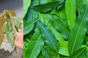 El Poder Oculto de las Hojas de Mango: 30 Beneficios y Usos Caseros