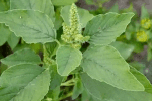 La Joya Oculta en tu Jardín: Descubre los Beneficios del Bledo para la Salud