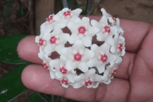 Guía Completa para el Cuidado de la Flor de Cera (Hoya carnosa) 🌿✨