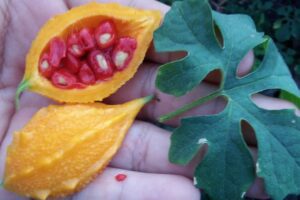 Cundeamor: Una planta milagrosa con múltiples nombres y beneficios para la salud