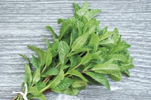 Beneficios y Recetas con Hojas de Menta