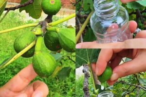 Los increíbles beneficios para la salud de la savia de higo: el regalo de la naturaleza para el bienestar