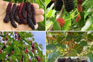 El árbol que todo agricultor debería plantar.