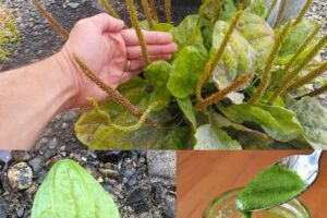 descubre porque debes consumir esta planta plantago major