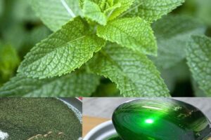 La menta versátil: beneficios para la salud, usos y cómo incorporarla a su rutina diaria