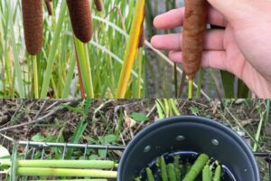 Las Espadañas (Typha): Un Tesoro Nutricional en la Naturaleza
