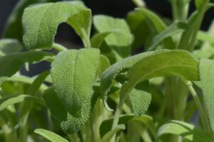 Cómo Aprovechar las Hojas de Salvia para Tratar 14 Problemas de Salud: Guía Completa