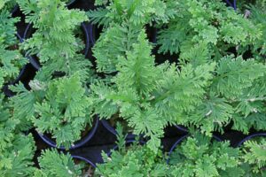 La Planta Selaginella: Propiedades Medicinales y Cómo Tratar Más de 15 Problemas de Salud