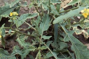 Mostaza Silvestre: Usos y Beneficios