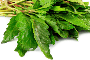 El remedio casero ancestral que sigue siendo un tesoro natural Epazote