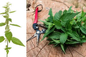 Descubre los Beneficios de la Urtica dioica como Remedio Natural para tu Bienestar Diario