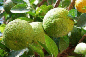 Descubre los Beneficios de la Naranja Agria como Remedio Natural para tu Bienestar Diario