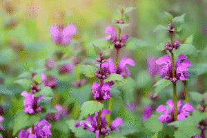 Descubre los beneficios de la ortiga muerta morada como remedio natural