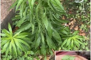Horseweed (Erigeron canadensis): beneficios sorprendentes y cómo usarlo