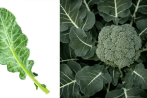 Beneficios de las hojas de brócoli