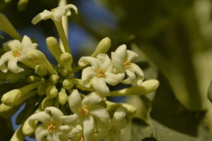 Beneficios y usos de las flores de papaya remojadas en miel