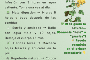 Ruda: Propiedades, Usos y Beneficios de la Planta Milenaria