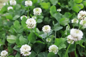 Trébol Blanco (Trifolium repens): 15 Beneficios Naturales y Cómo Usarlo en Casa