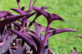Descubre los Beneficios de la Tradescantia con Canela para tu Bienestar