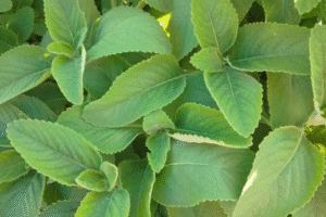 Descubre los Beneficios del Boldo para tu Salud y Bienestar
