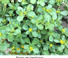 Descubre los Beneficios de la Verdolaga para tu Bienestar